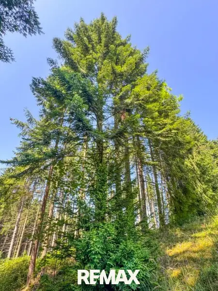 Fichtenwald mit ein paar schönen Tannen