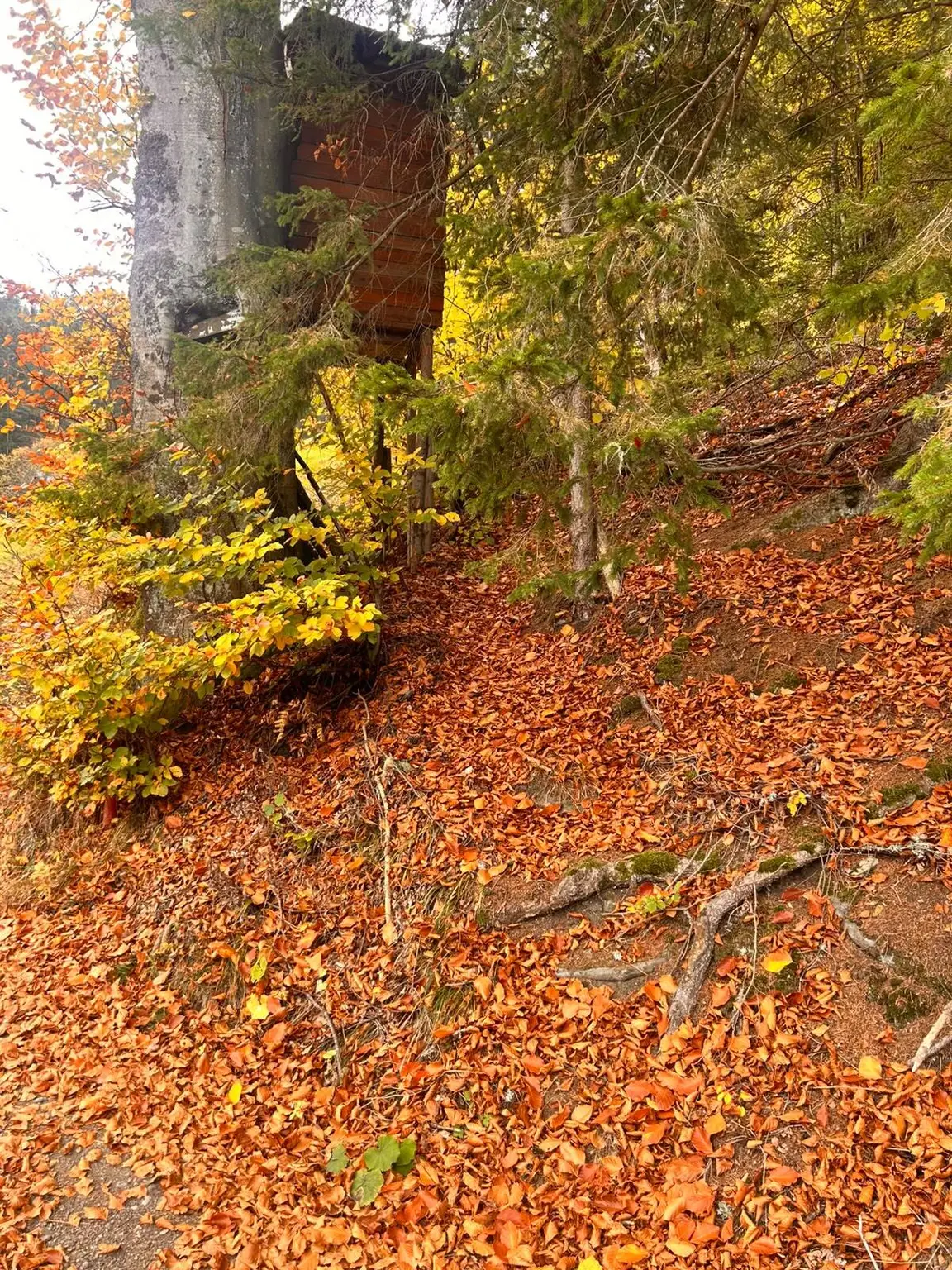 Traumhaftes Waldgrundstück in Kleinlobming – 35.970 m² mit sehr guter Zufahrt!