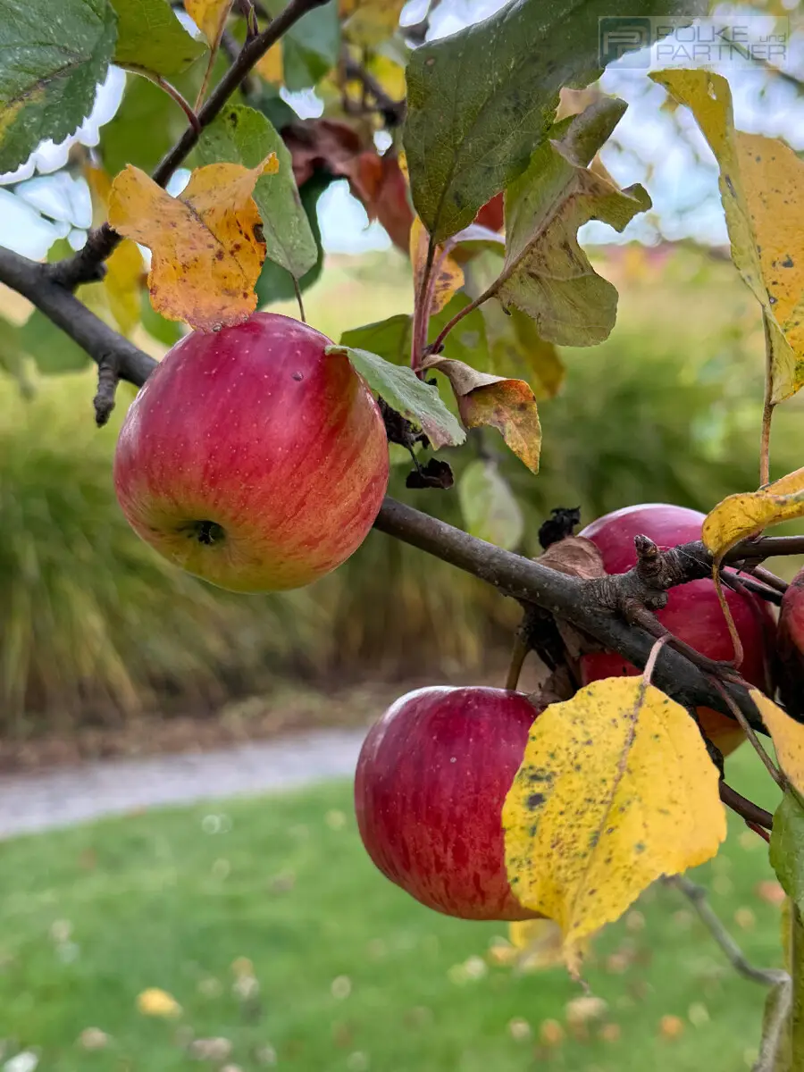 GARTENPARADIES   -  9.000 M² - 
LANDHAUS IN PARKLANDSCHAFT  
NUR 30 MINUTEN VON WIEN
