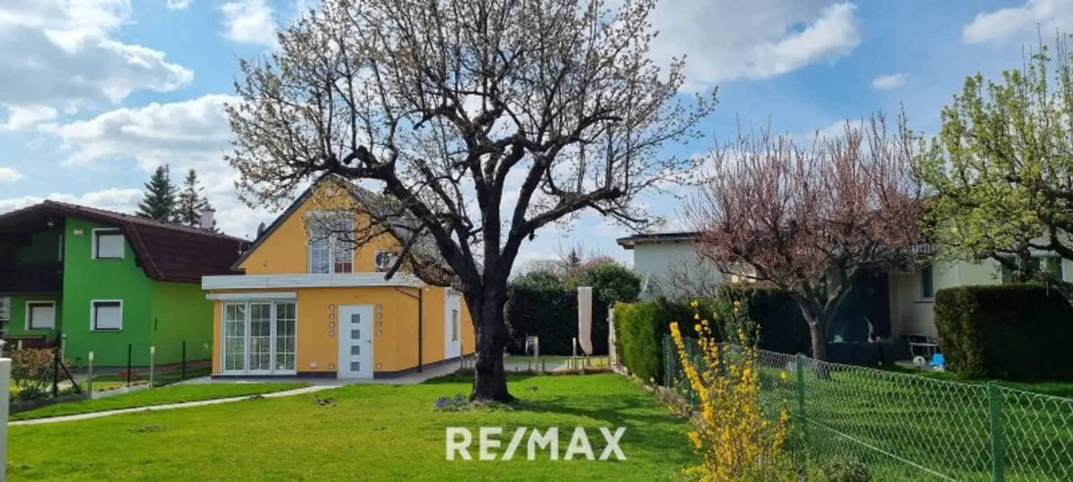 Kirschbaum im Garten