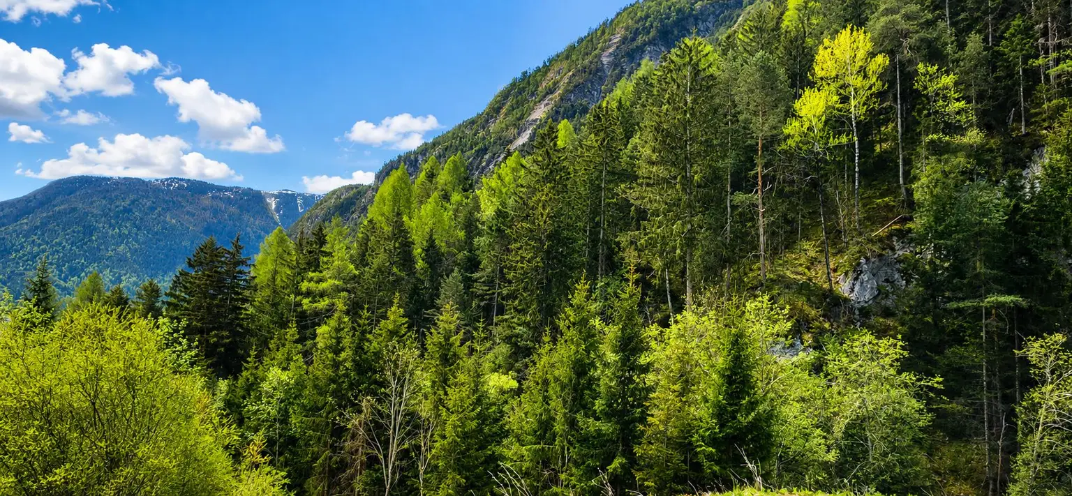 Wald