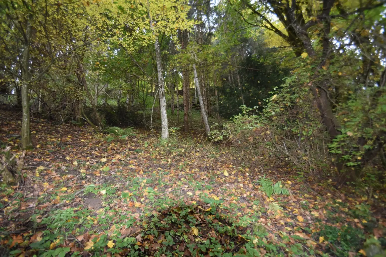 Wohnhaus mit großem Waldgrundstück