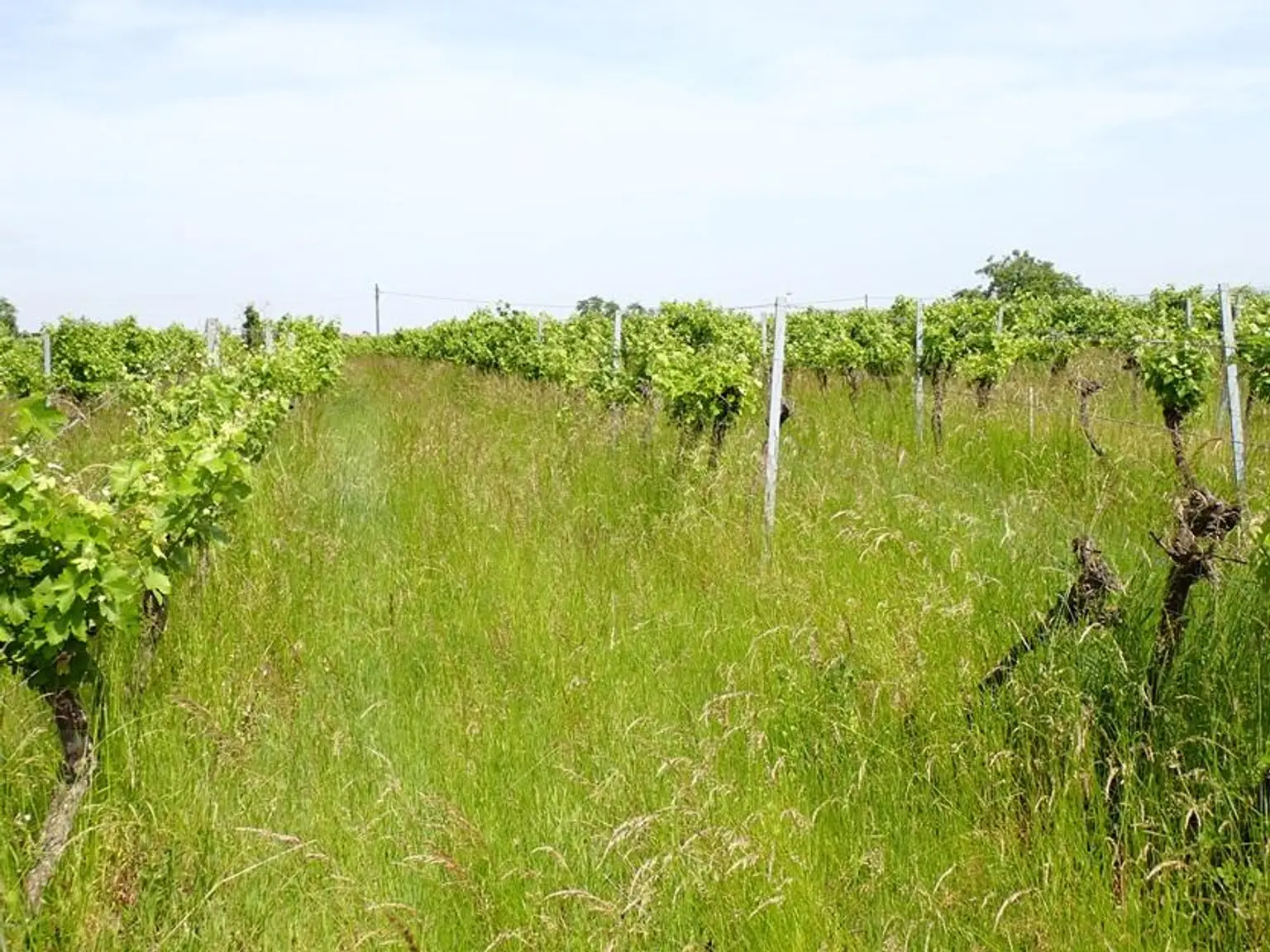 SELTENE GELEGENHEIT: WEINGÄRTEN IN ENGELMANNSBRUNN, FELS AM WAGRAM, RUPPERSTHAL UND THÜRNTHAL - WEINGARTEN, LANDWIRTSCHAFTLICHE FLÄCHE