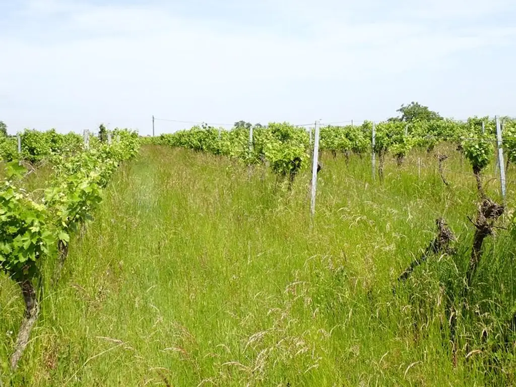SELTENE GELEGENHEIT: WEINGÄRTEN IN ENGELMANNSBRUNN, FELS AM WAGRAM, RUPPERSTHAL UND THÜRNTHAL - WEINGARTEN, LANDWIRTSCHAFTLICHE FLÄCHE