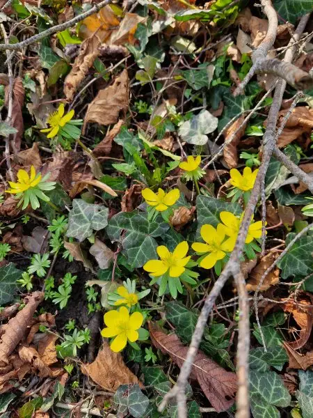 ICH FREUE MICH AUF KINDERLACHEN!
