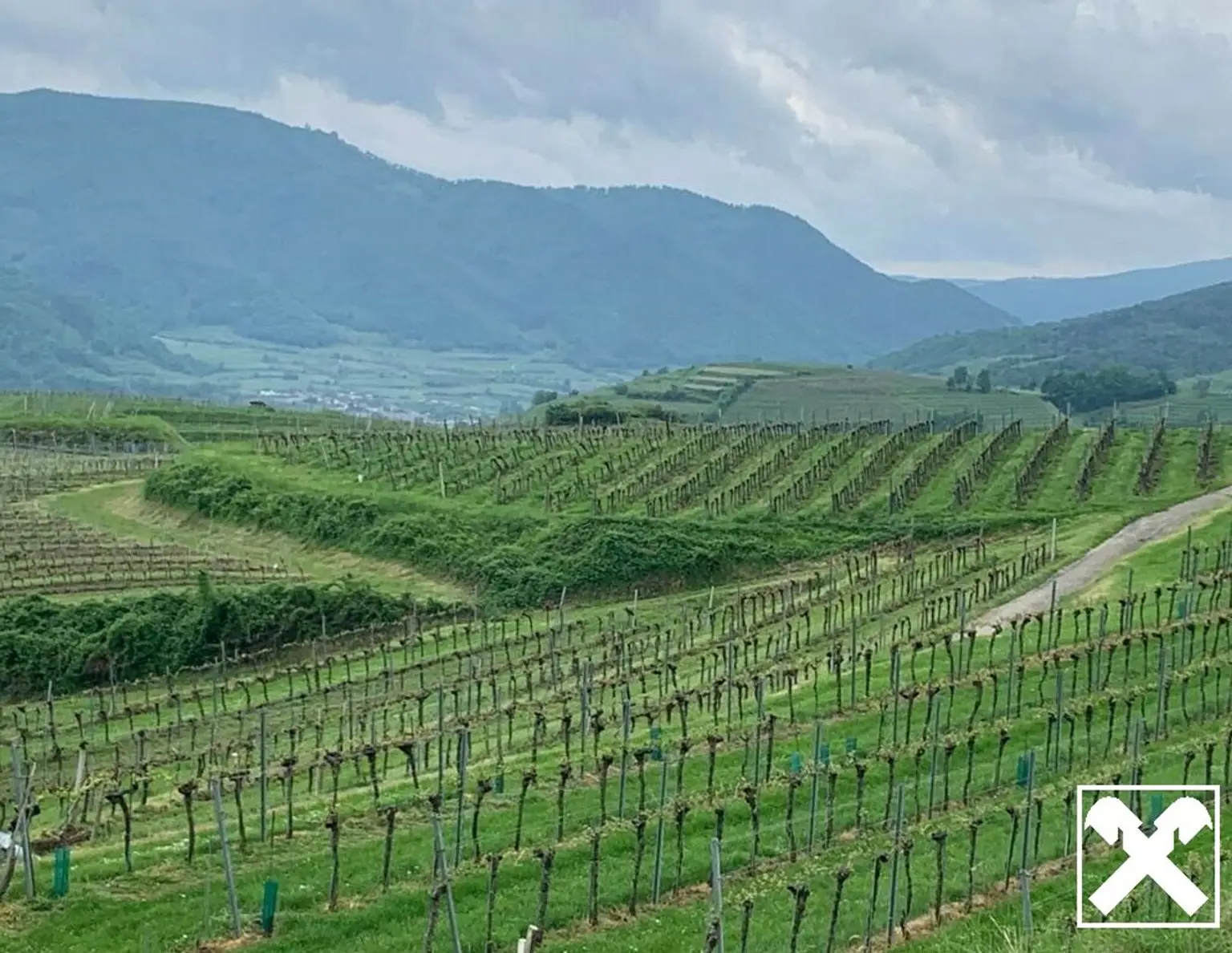 WEINGARTEN IN AUSSICHTSLAGE - WEINGARTEN, LANDWIRTSCHAFTLICHE FLÄCHEN - KEIN BAUGRUNDSTÜCK!