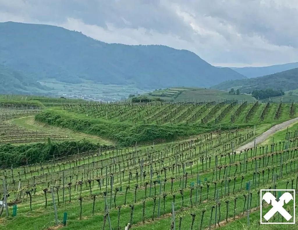 WEINGARTEN IN AUSSICHTSLAGE - WEINGARTEN, LANDWIRTSCHAFTLICHE FLÄCHEN - KEIN BAUGRUNDSTÜCK!