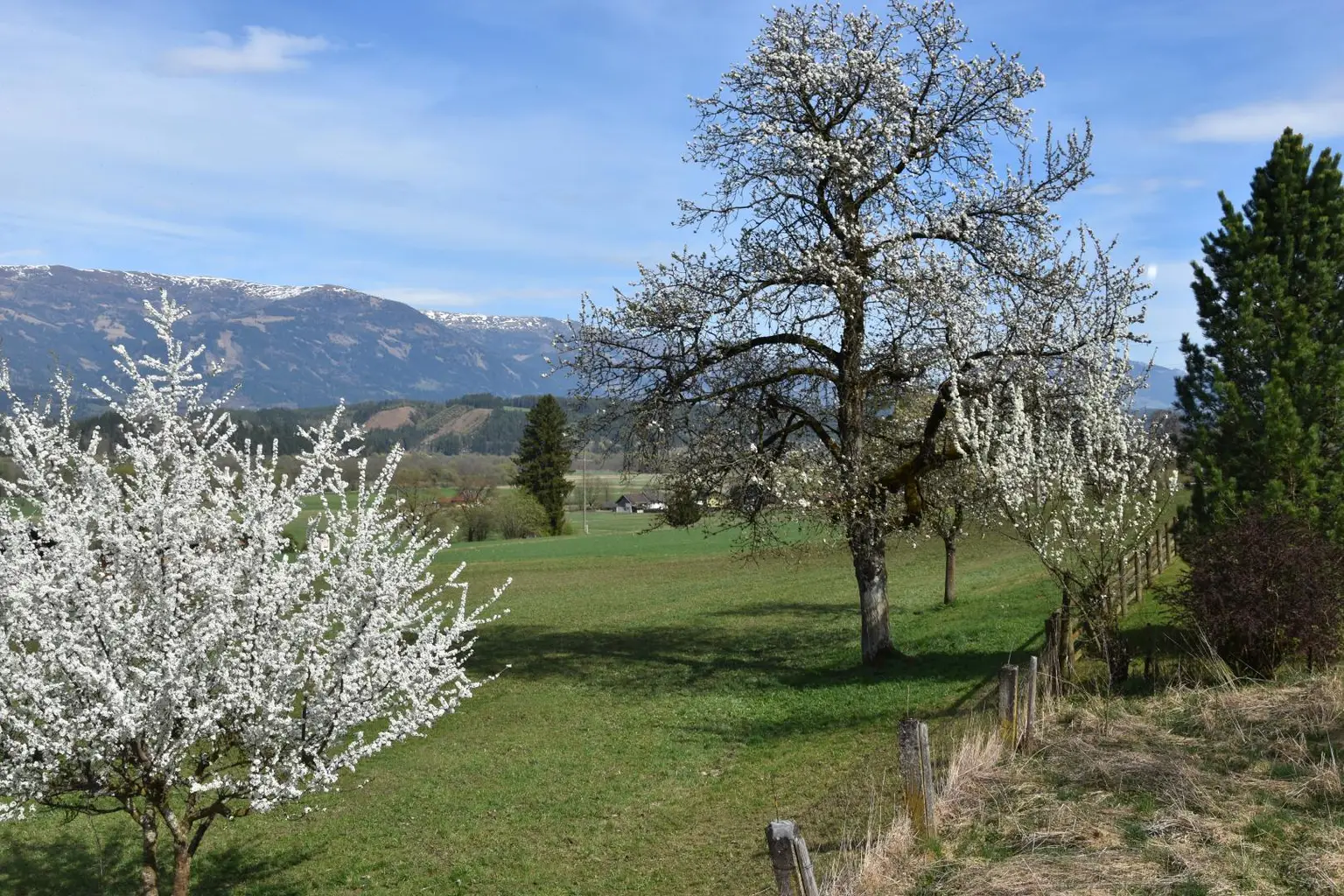 Die Kirschen blühen