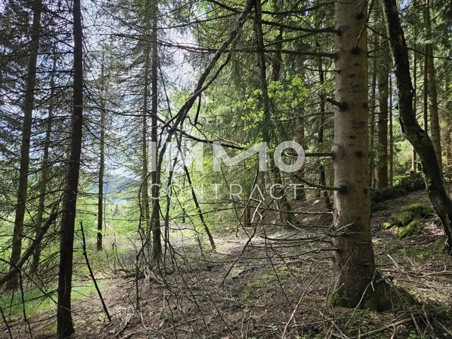 Wald hinter dem Haus