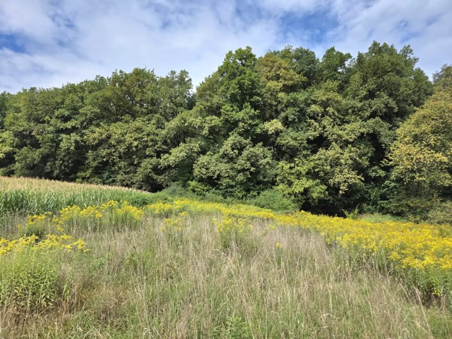 Sonniges Bauland mit Pläne und Baubewilligung!