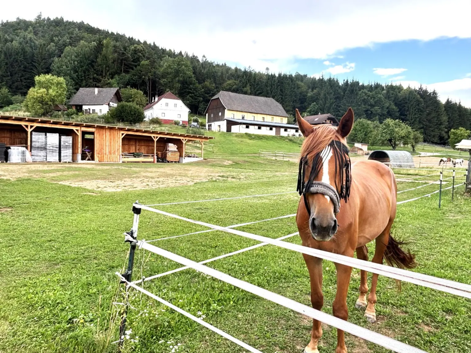 KLEINLANDWIRTSCHAFTLICHES JUWEL! CA.10 HEKTAR WALD! WIESEN! BETRIEBSFLÄCHEN!