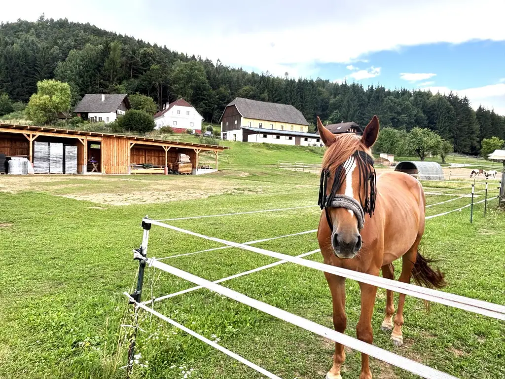 KLEINLANDWIRTSCHAFTLICHES JUWEL! CA.10 HEKTAR WALD! WIESEN! BETRIEBSFLÄCHEN!