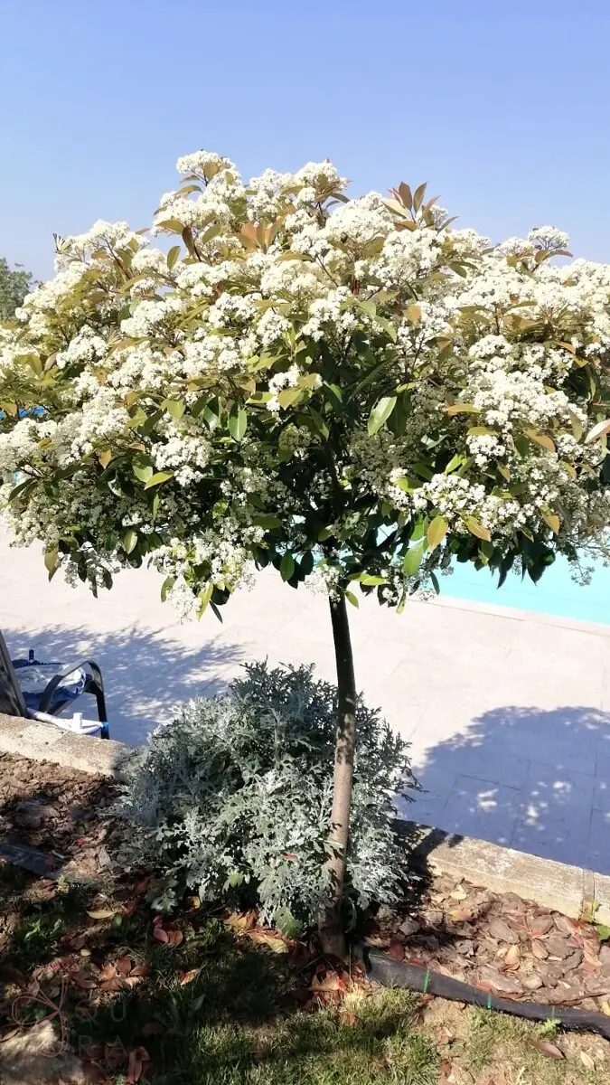 8a980c42-46d1-42da-a1a9-7a5562a24912