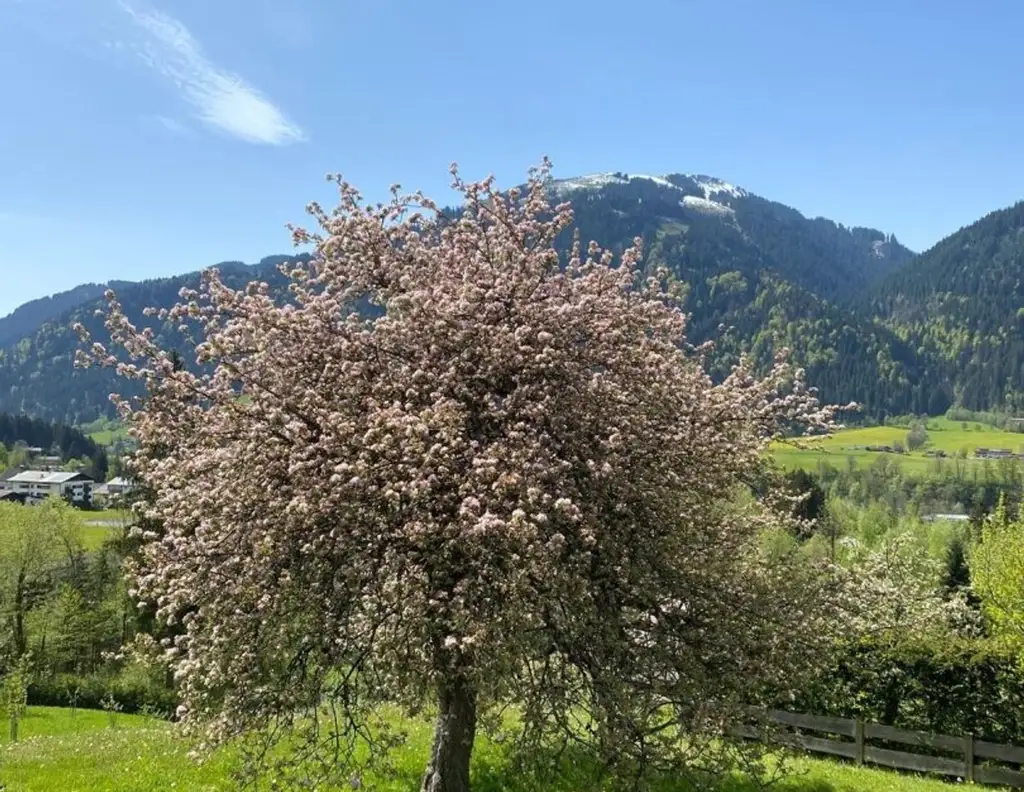 Rarität in Toplage von Kitzbühel - Baugrundstück mit Altbestand und genehmigtem Neubauprojekt in der "Zephirau"