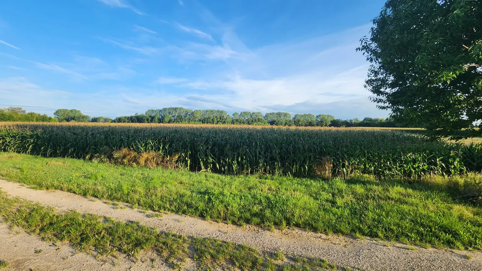 EINE SELTENE GELEGENHEIT AUF EINE KLEINE ACKERFLÄCHE IN FREUNDORF - ZUSAMMENHÄNGENDE LANDWIRTSCHAFTLICHE FLÄCHE