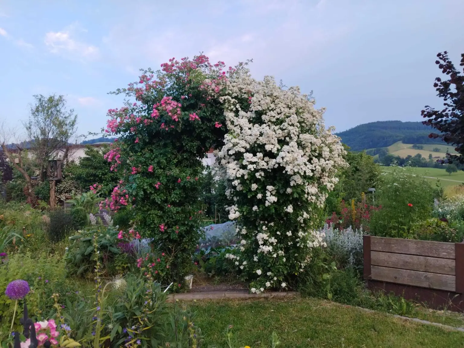 Rosenbogen