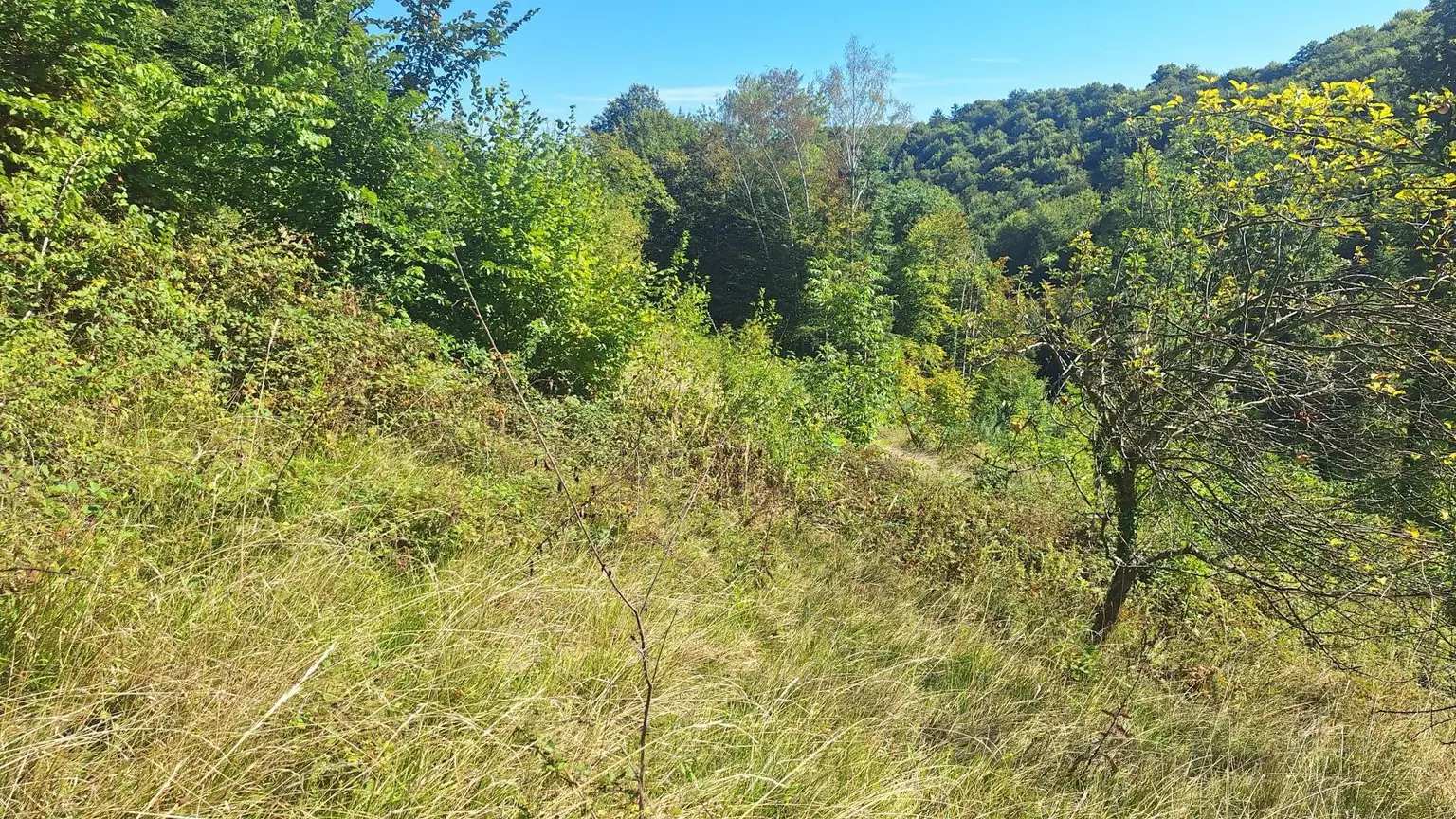 Traumhaftes Baugrundstück in Kranachberg bei Gamlitz – Ihr Platz an der Sonne