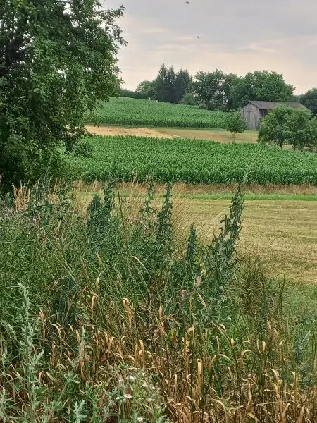 Bauernhaus mit großem Grundstück in Harmisch