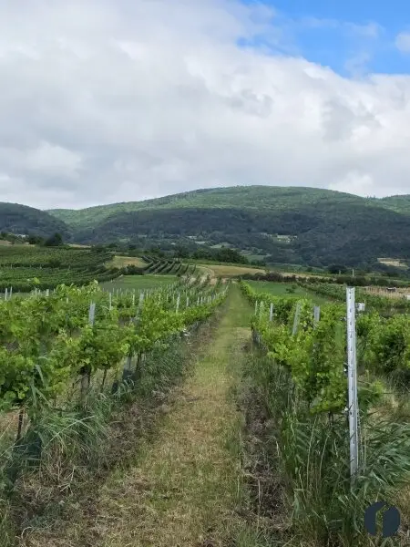 Entzückendes Knusperhäuschen zwischen Weinberg und Wienerneustädterkanal