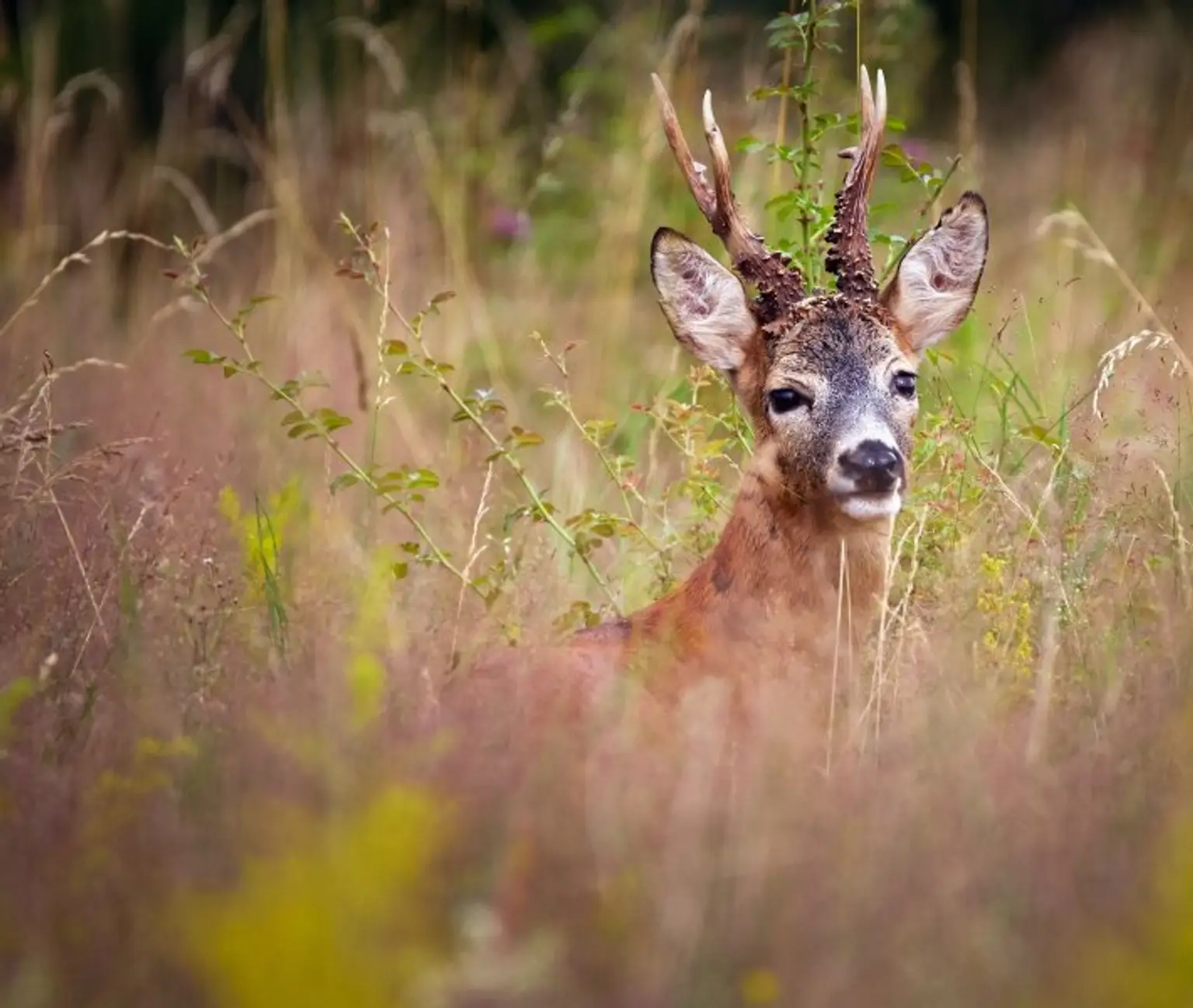 123 ha Eigenjagd mit hohem Altholzbestand
