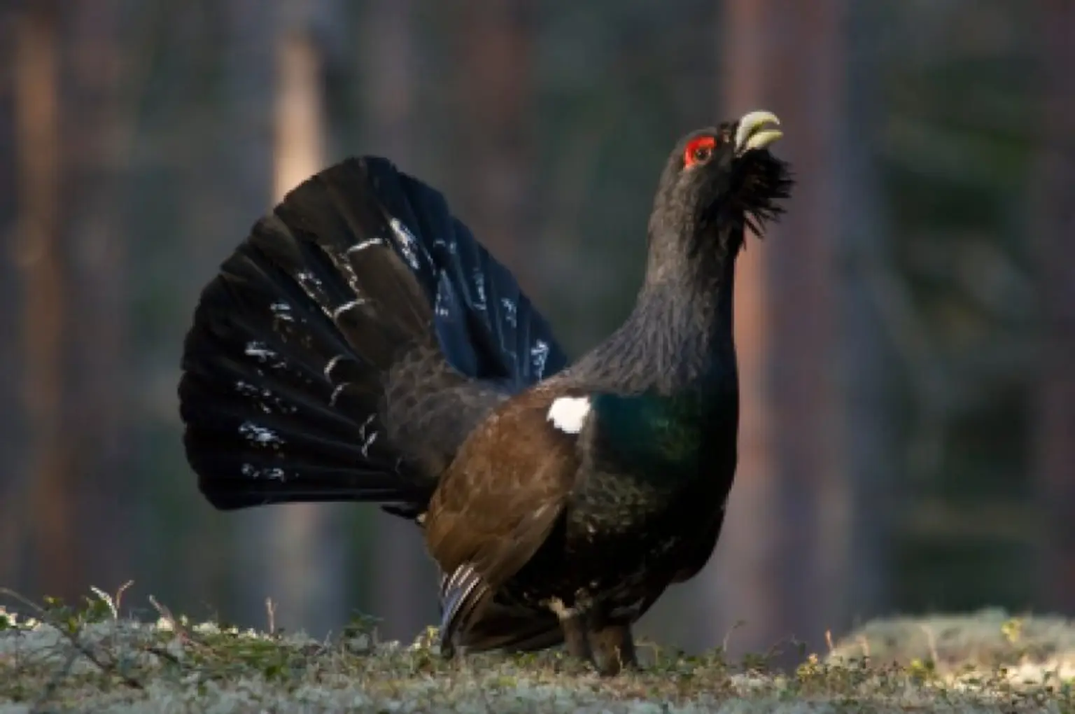 123 ha Eigenjagd mit hohem Altholzbestand