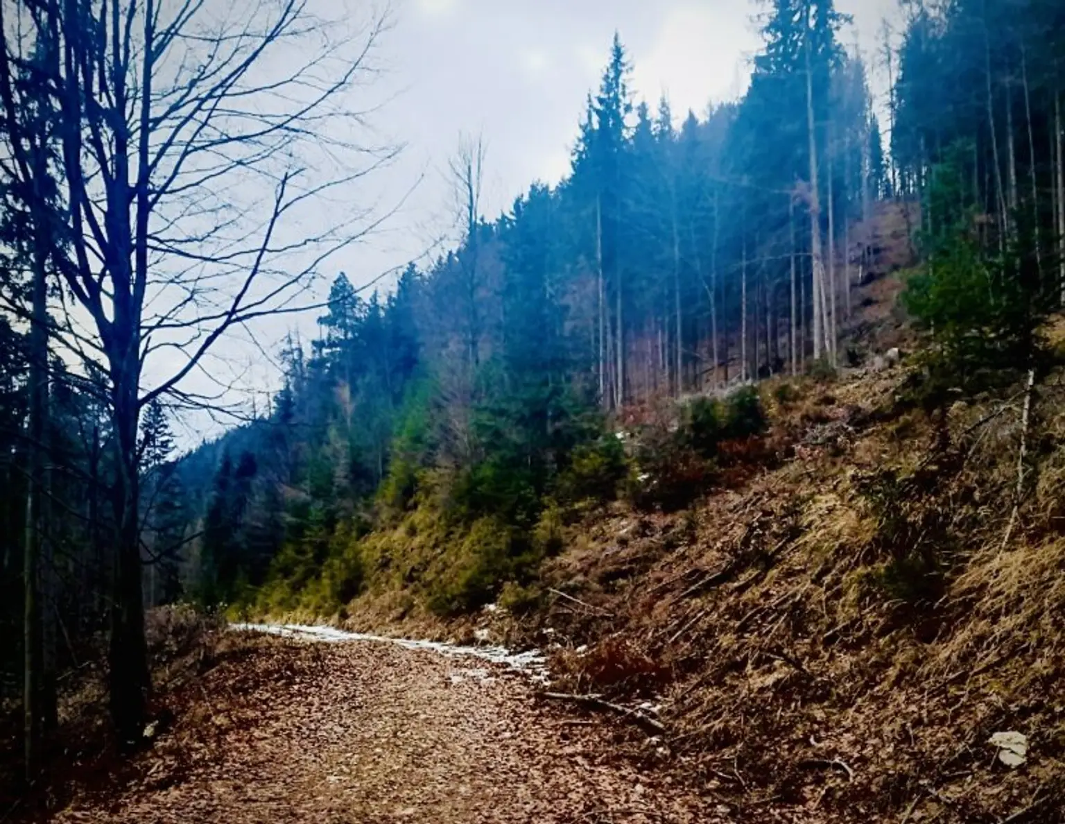 LKW-taugliche Forstwege