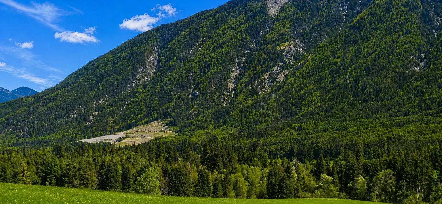 Wald