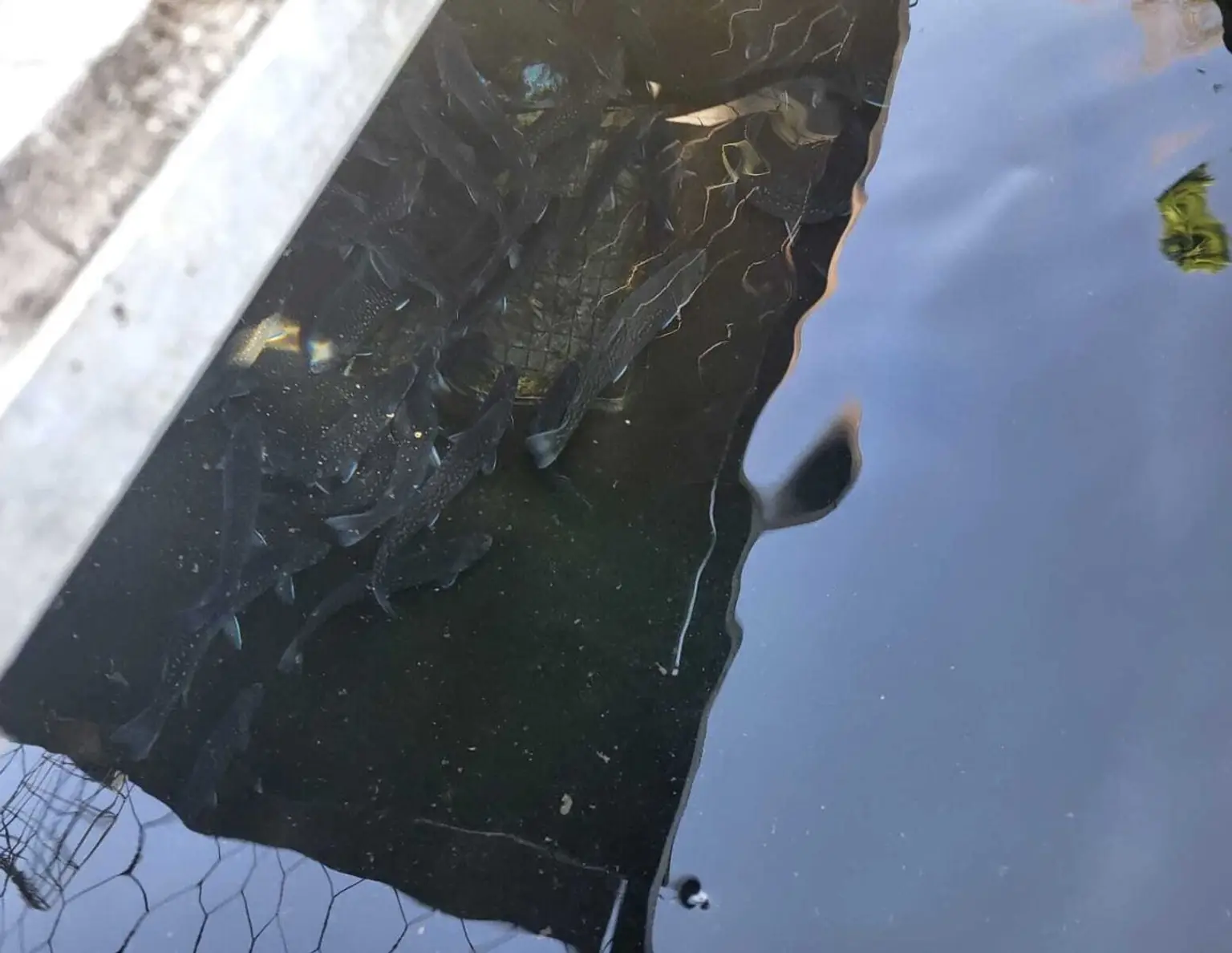 FREIZEITGRUNDSTÜCK mit BEWILLIGTER FISCHZUCHT inclusive 2 GARTENHÜTTEN (Wasserrechtsbescheid vorhanden)