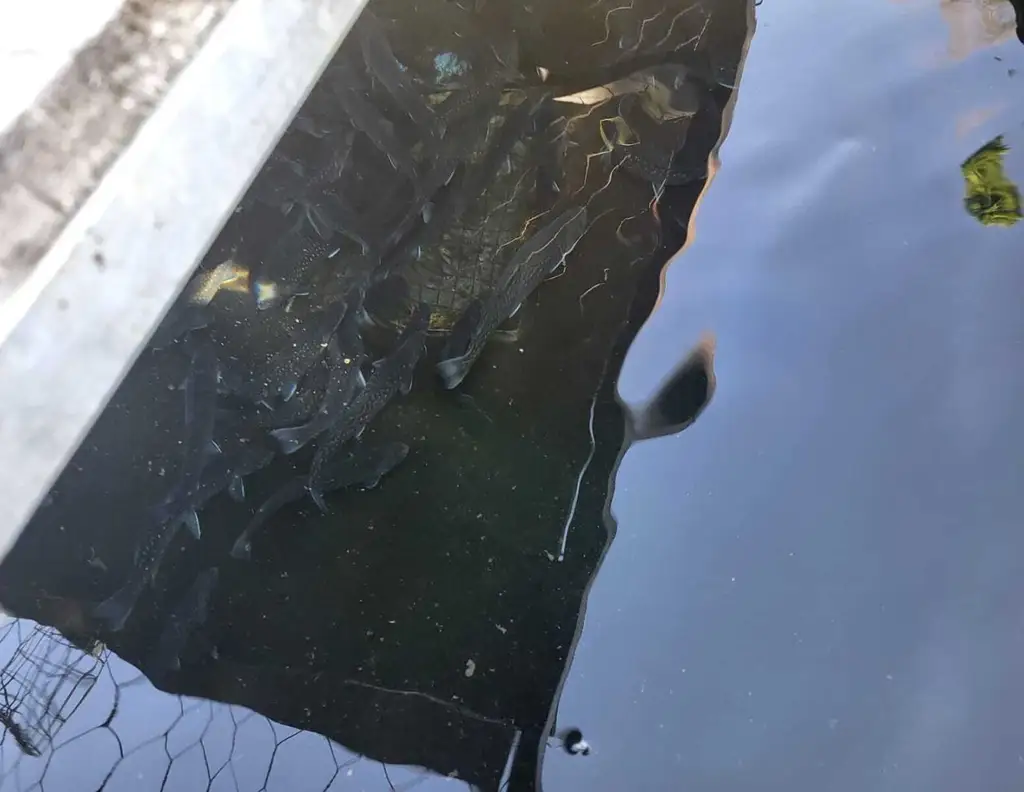 FREIZEITGRUNDSTÜCK mit BEWILLIGTER FISCHZUCHT inclusive 2 GARTENHÜTTEN (Wasserrechtsbescheid vorhanden)