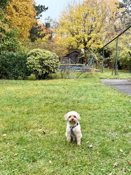 Nähe Klinik Hietzing - seltenes Altbaujuwel - Ausbaupotenzial - absolute Grünruhelage
