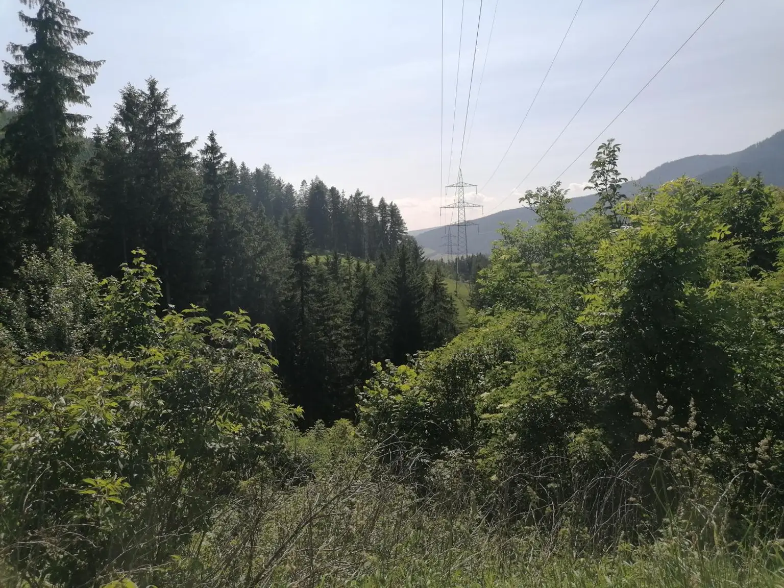 Wald in Steinhaus