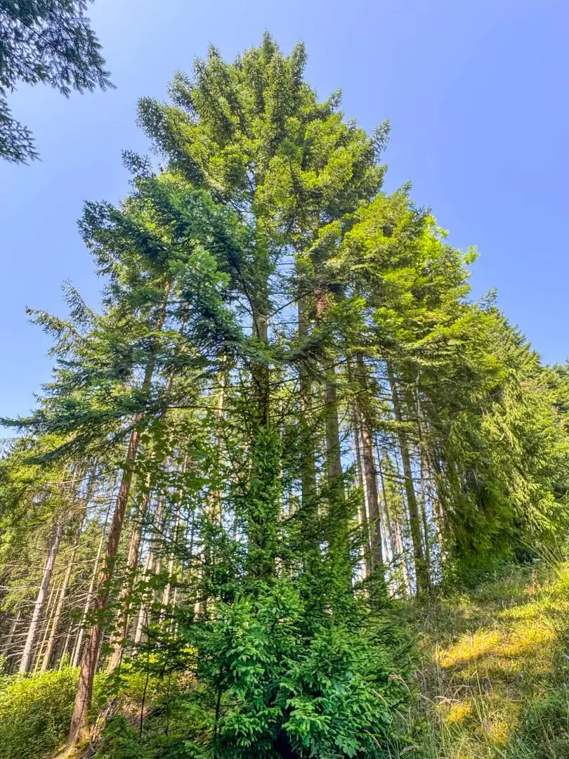 PERFEKTER HOBBY-WALD mit Arbeitshütte !
