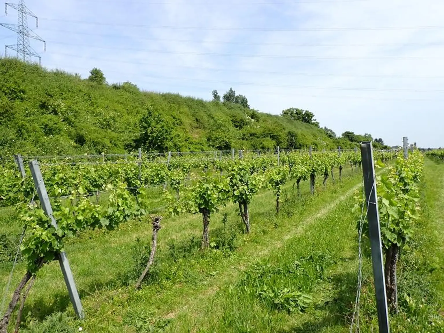 SELTENE GELEGENHEIT: WEINGÄRTEN IN ENGELMANNSBRUNN, FELS AM WAGRAM, RUPPERSTHAL UND THÜRNTHAL - WEINGARTEN, LANDWIRTSCHAFTLICHE FLÄCHE