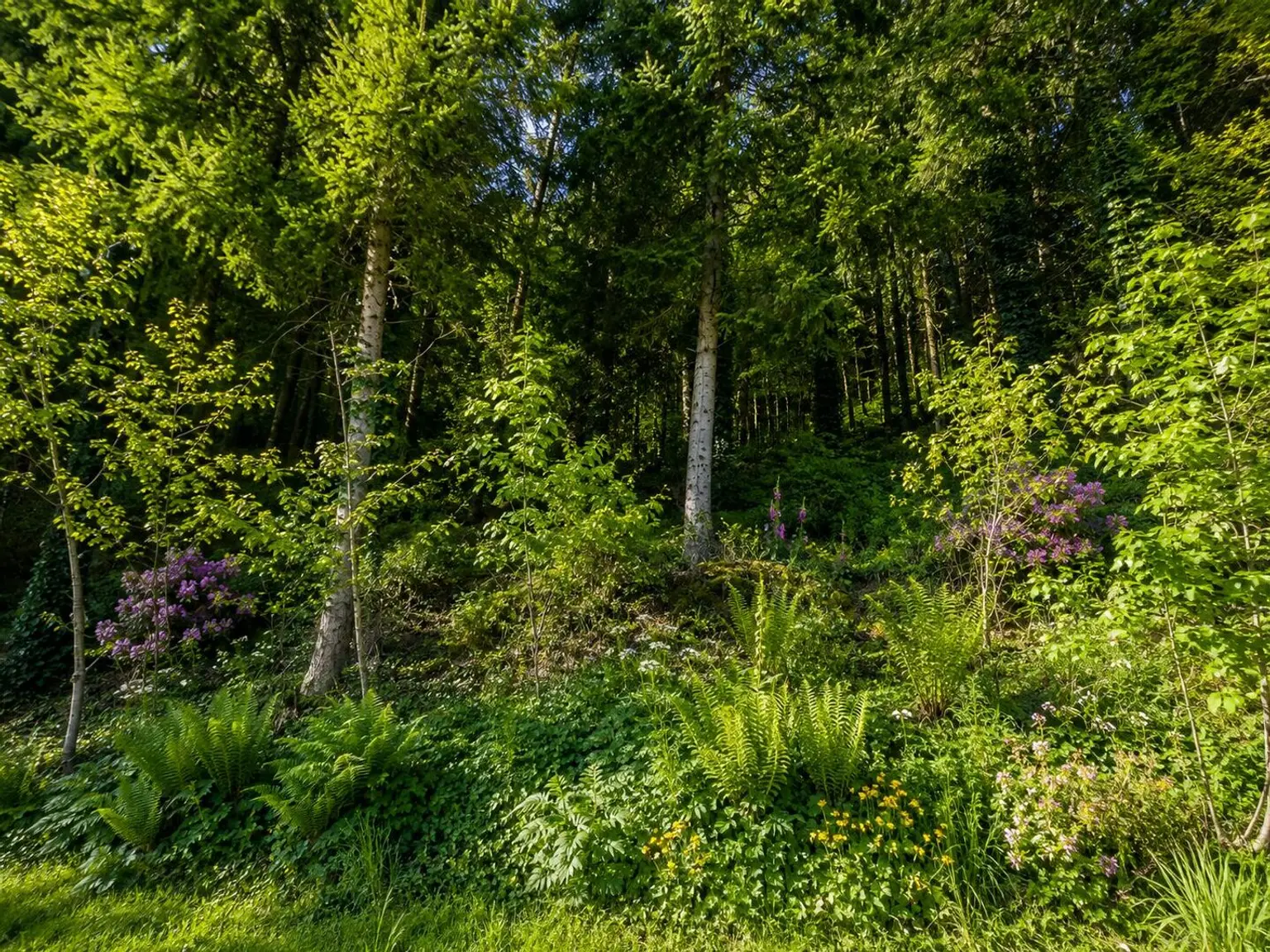 Blick in den eigenen Wald