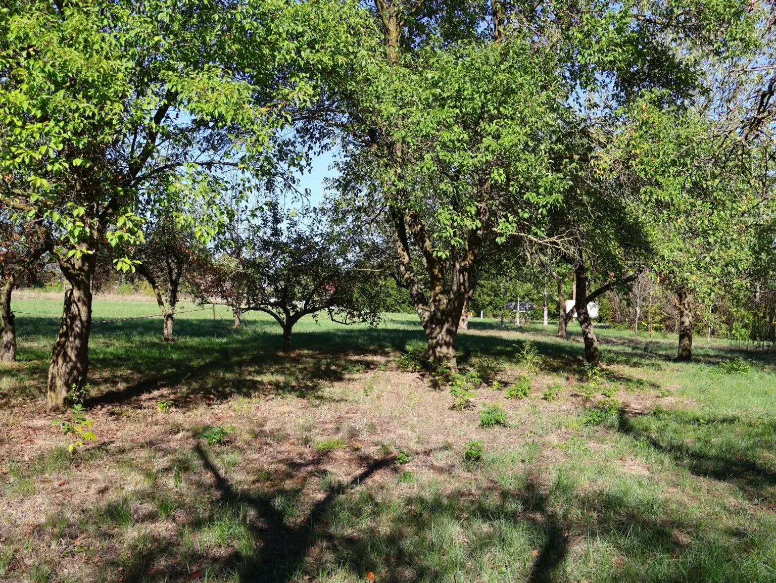 Obstgarten