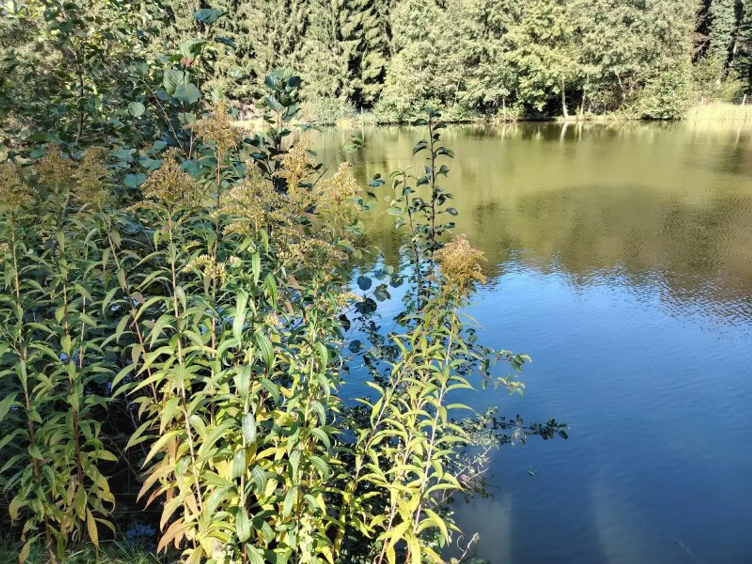 Naturidylle mit Fischteichanlage nahe Stadtschlaining