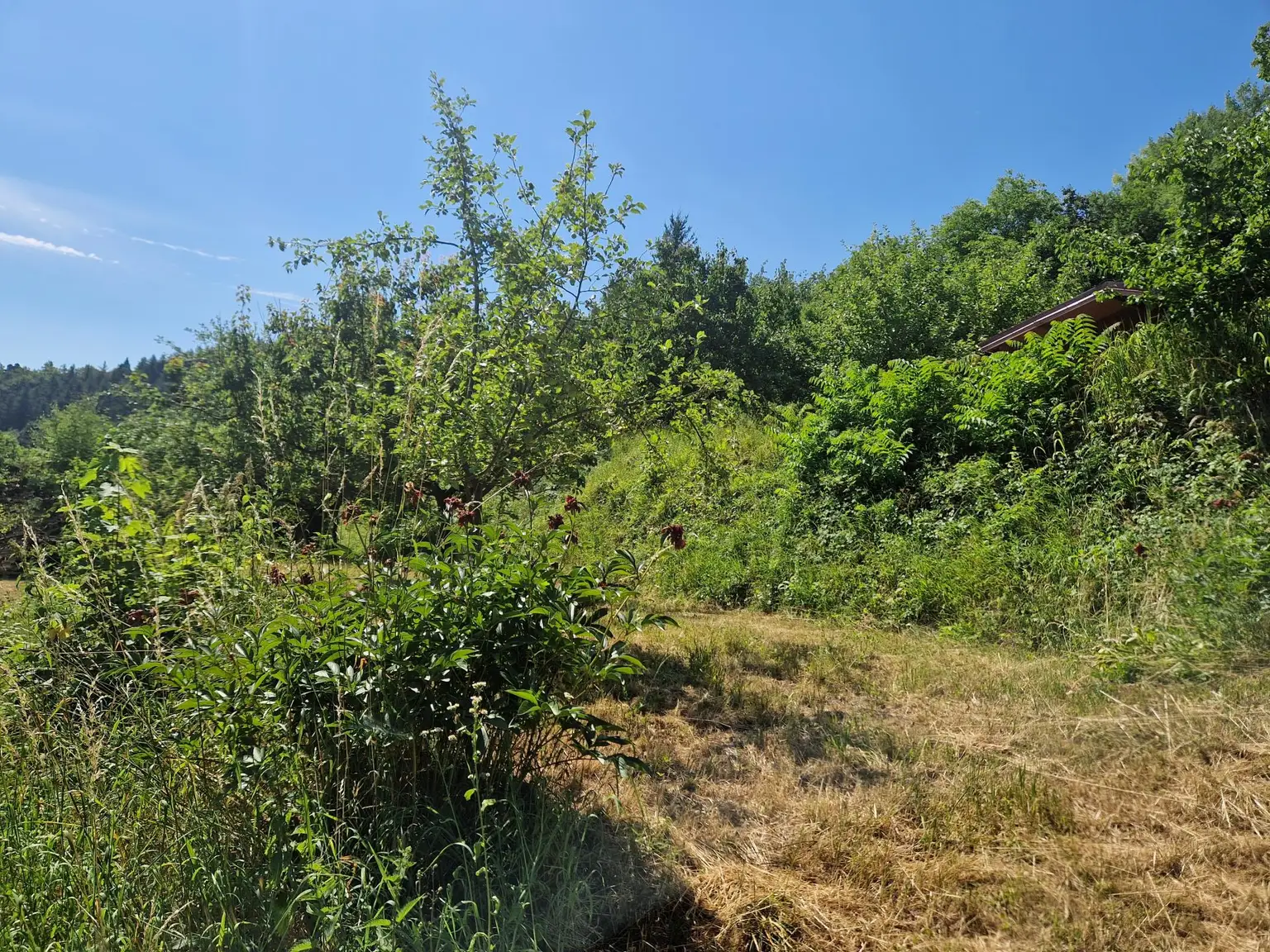 RARITÄT IN SENFTENBERG - GELEGENHEIT AUF EINEN WEINKELLER MIT SCHÖNEM KELLERGEBÄUDE, KELLERRÖHRE SOWIE GARTENHAUS AUF HERRLICHEM TEILWEISE ALS BAULAND GEWIDMETEN GRUNDSTÜCK