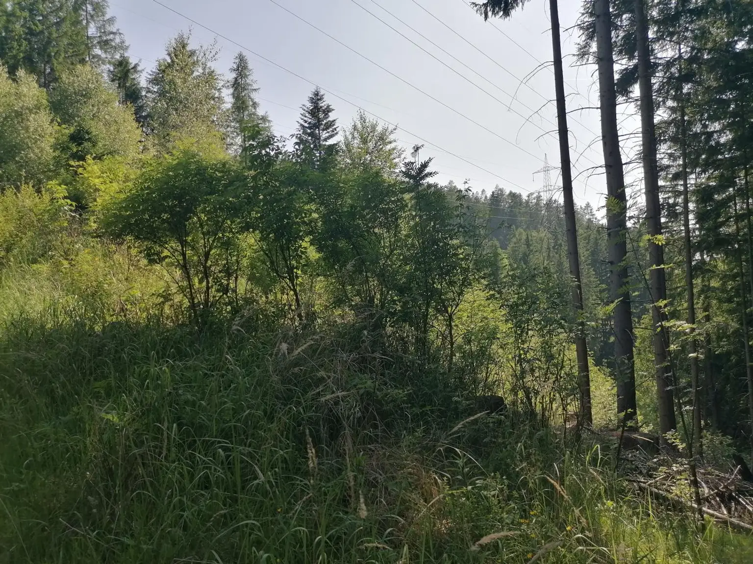 Wald in Steinhaus
