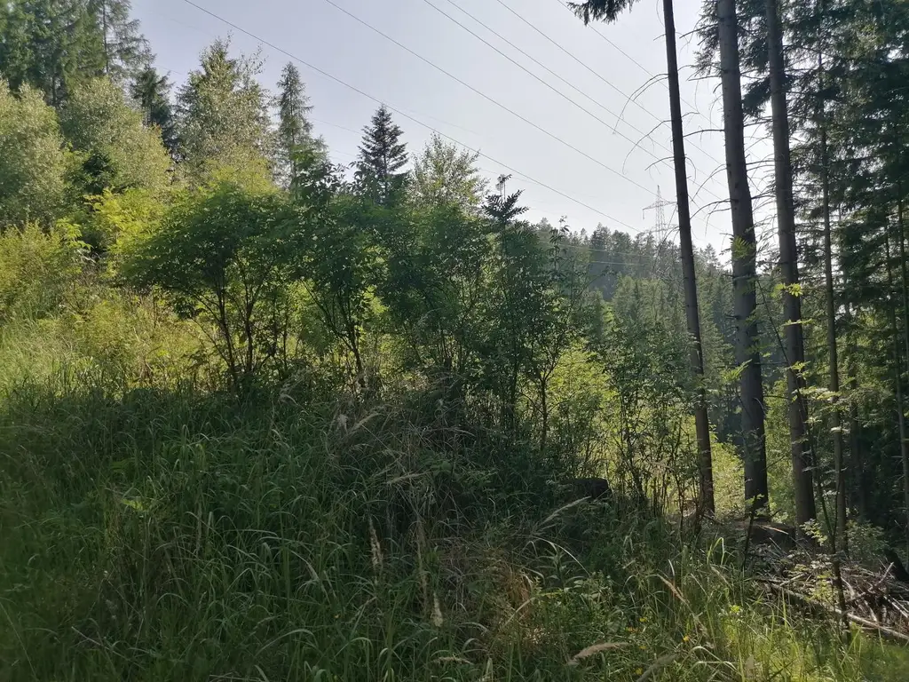 Wald in Steinhaus