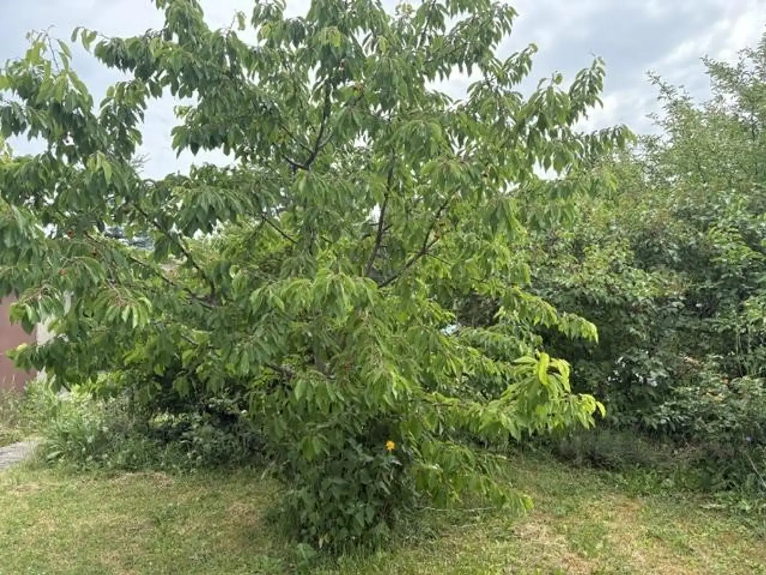 13 Kirschenbaum