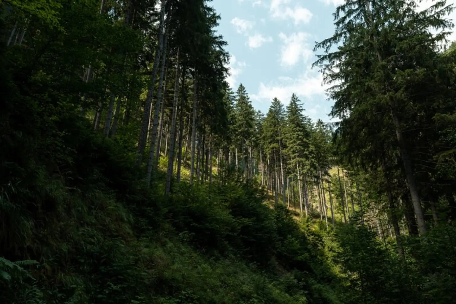 123 ha Eigenjagd mit hohem Altholzbestand