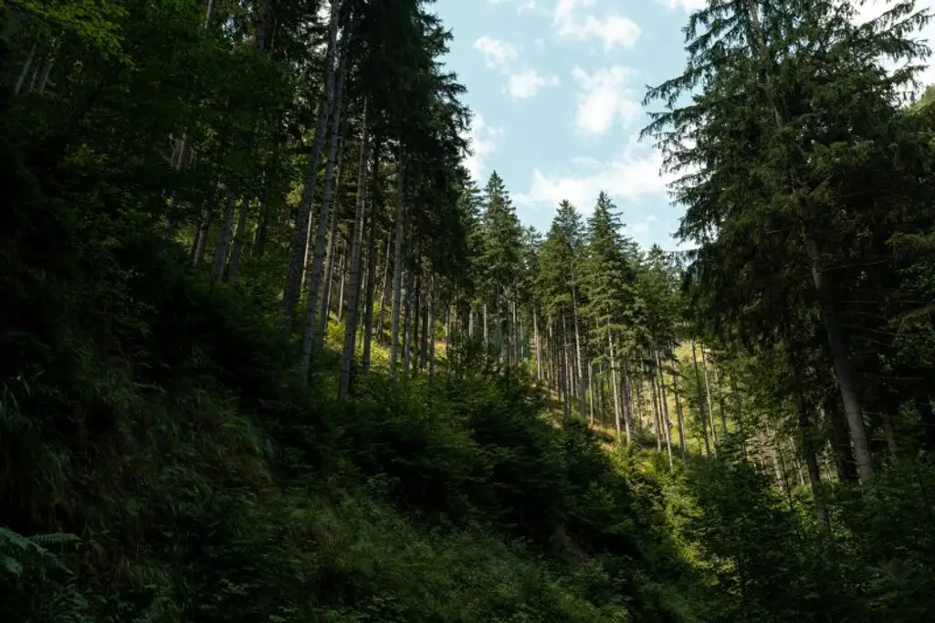 123 ha Eigenjagd mit hohem Altholzbestand