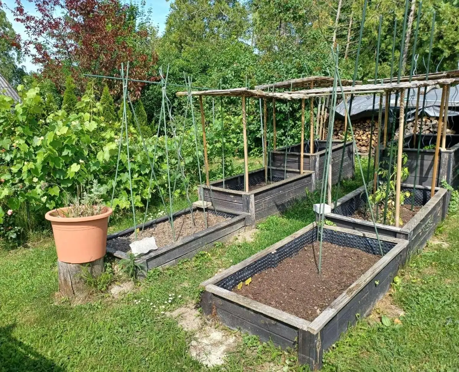 Garteneindrücke Sommer (7)