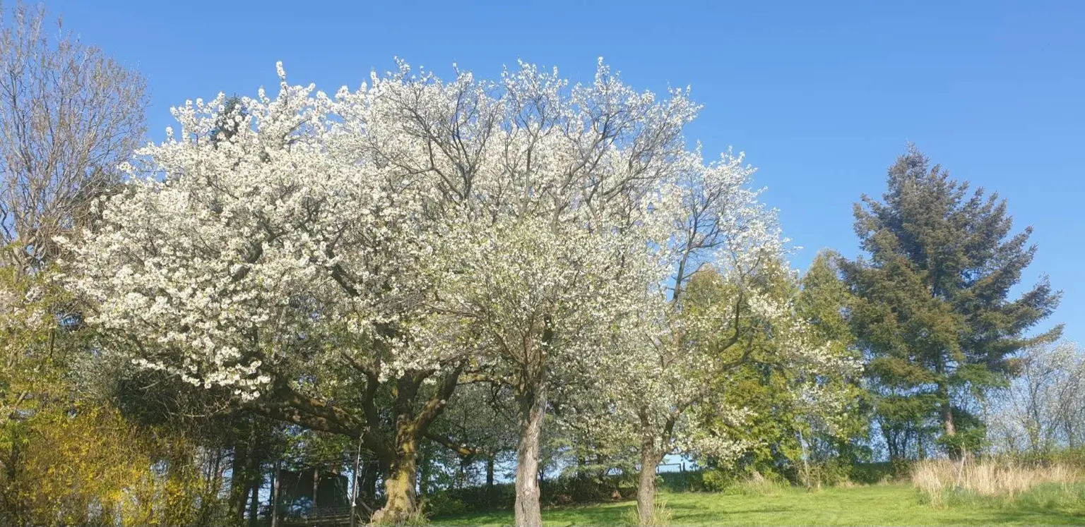 10 Garten