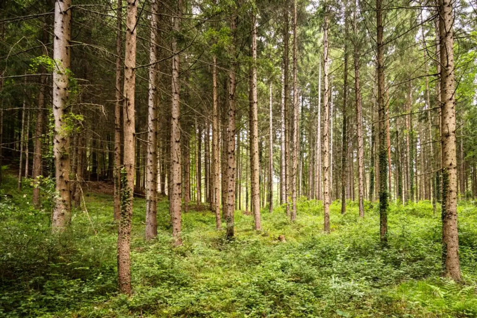 Durchforstetes Stangenholz