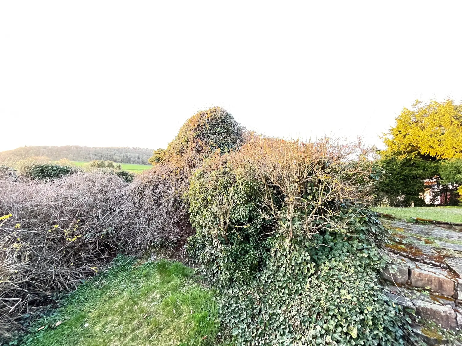 Vogelparadies "Alter Bunker"