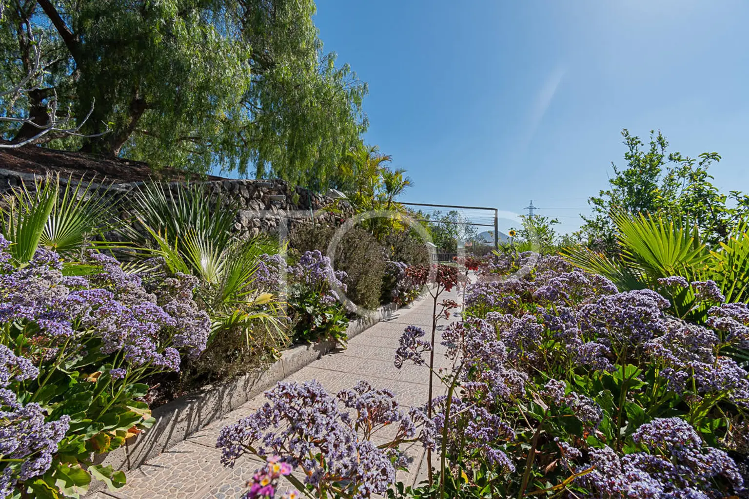 Finca-San-Miguel-Garden-Teneriffa-1