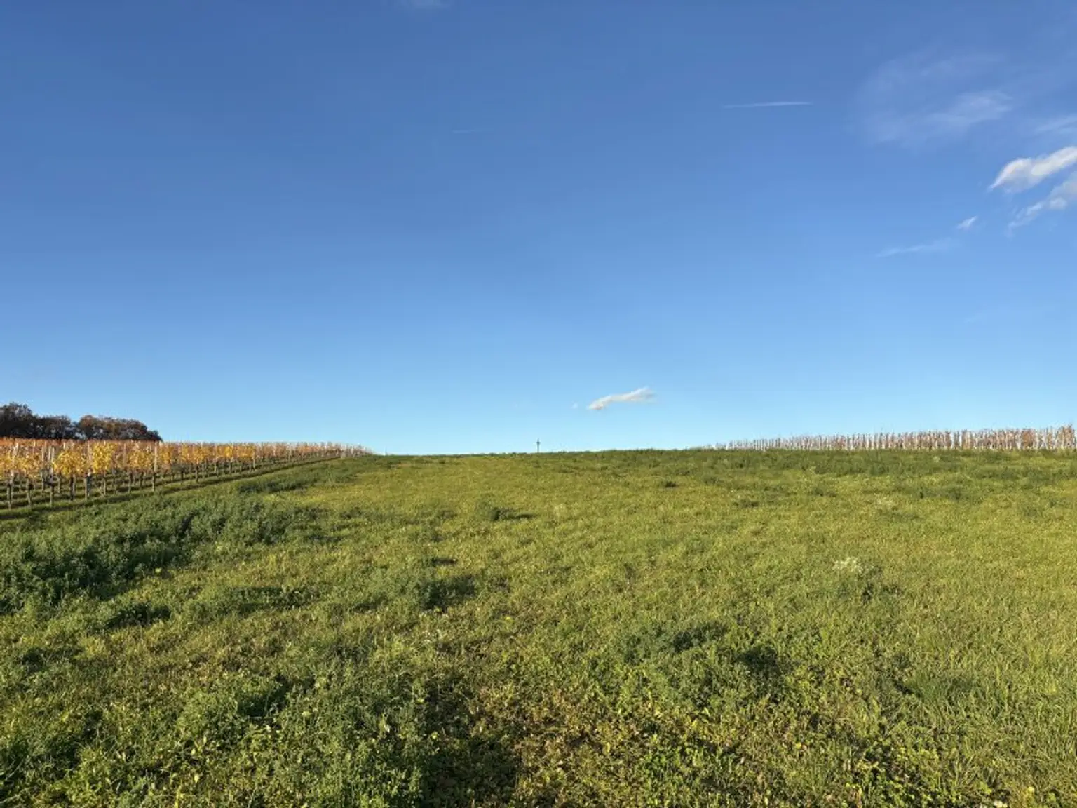 ** LEGENDE IN DER WEINIDYLLE ** D. Ehrensdorf !! Gepflegtes Haus mit ca. 245 m2 Nfl. in gediegener Ortsrandlage - Hauptwohnsitz möglich !!