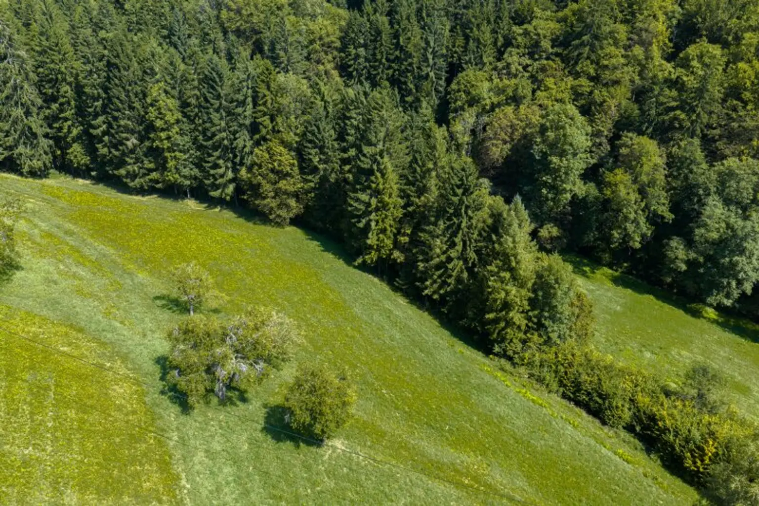 Ehemaliges Forsthaus mit Wirtschaftsgebäuden, allein und ruhig im Wald gelegen.