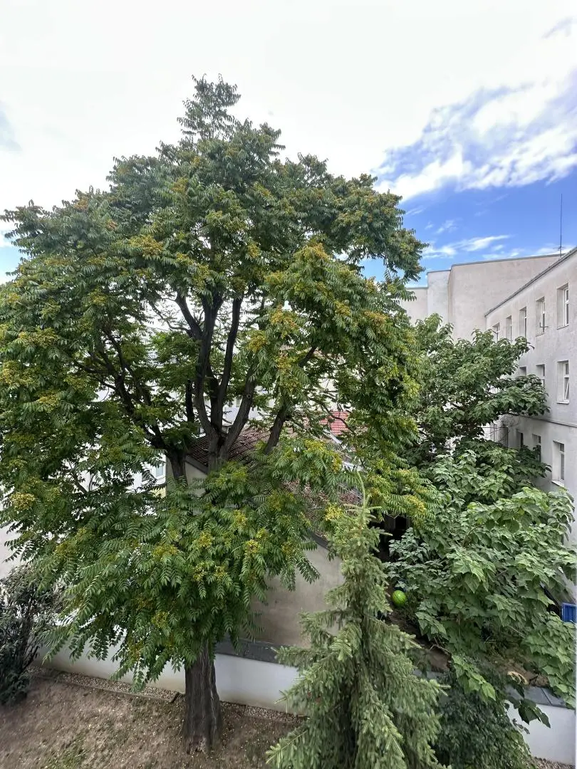 Blick vom Wohnzimmer in den Hof